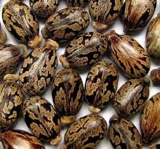 PhytoThick Black Castor Oil™ - Jamaican Black Castor Oil • MSM                                                                                                                         Net 4 fl. oz. (120 mL)